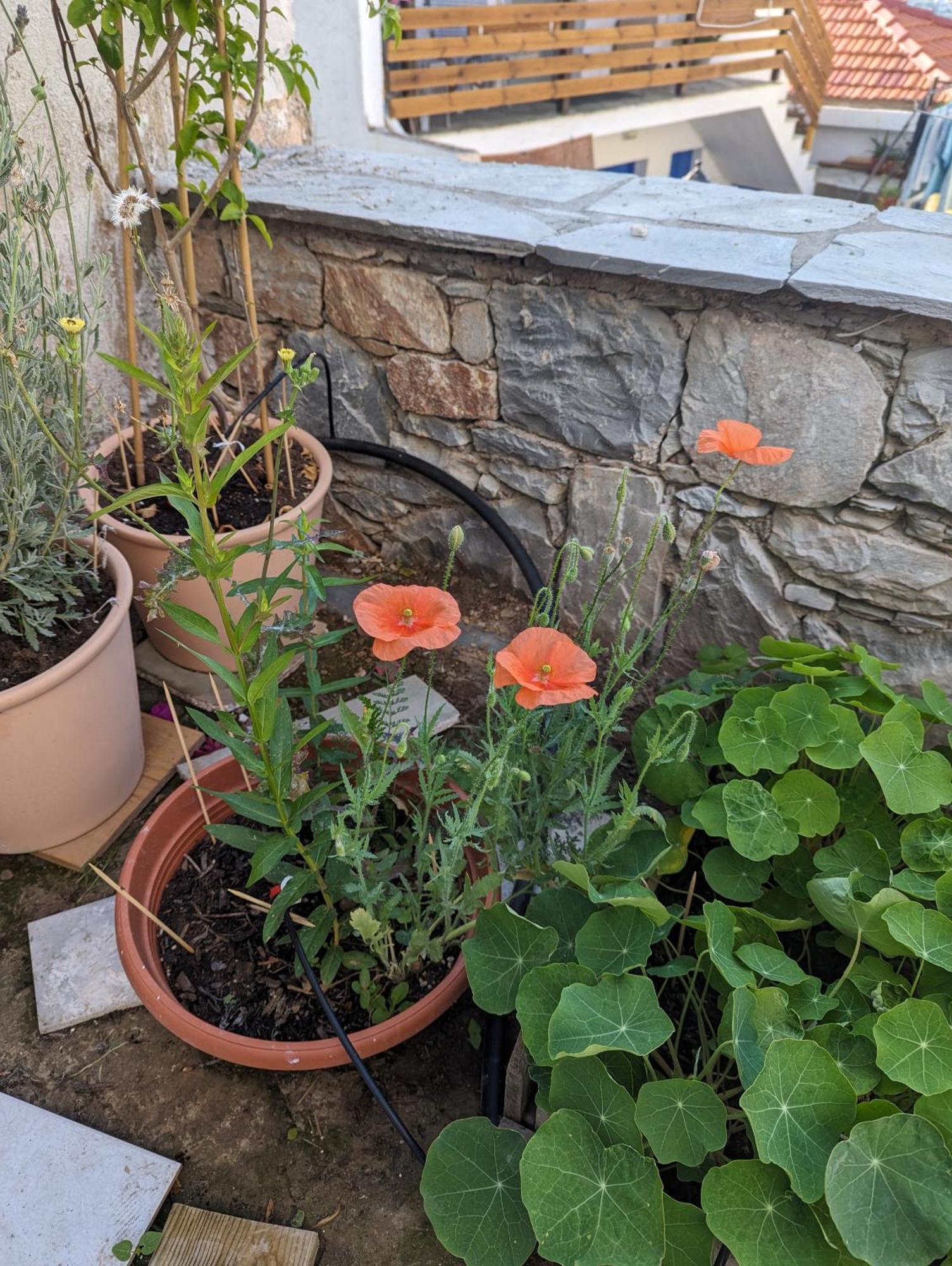 The Botanist Guesthouse 스코펠로스 타운 외부 사진